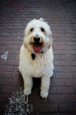 Goldendoodle